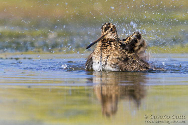 Common Snipe