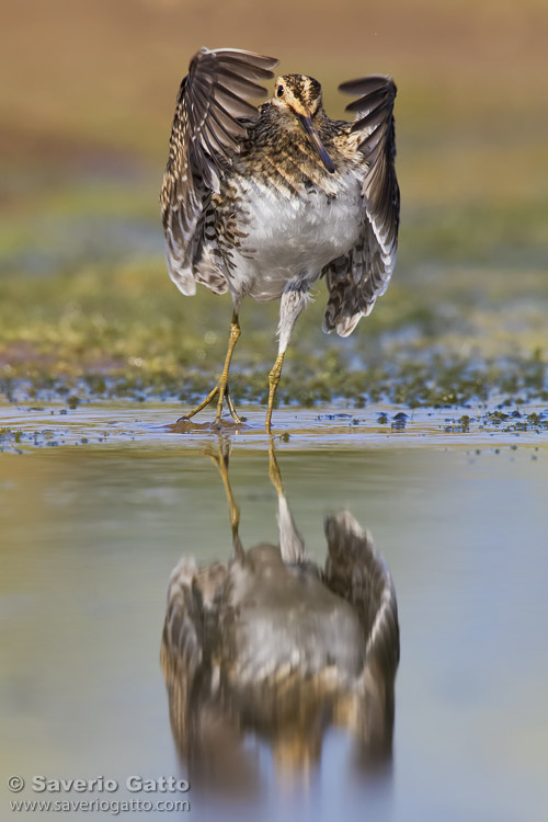 Common Snipe