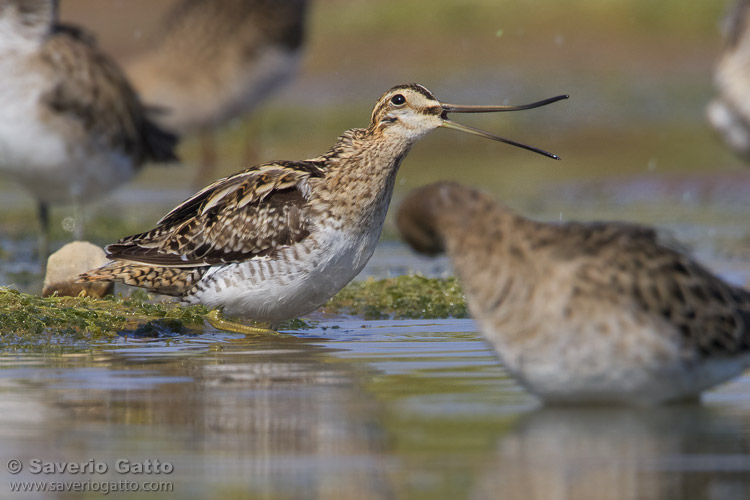 Common Snipe