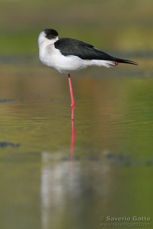 Black-winged Stilt