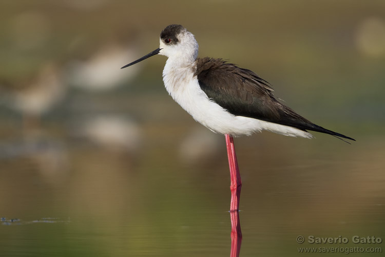 Black-winged Stilt