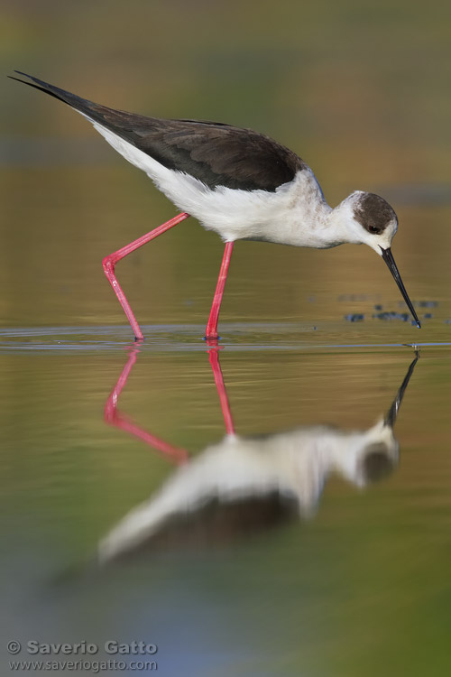 Black-winged Stilt