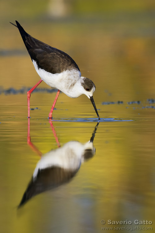 Black-winged Stilt