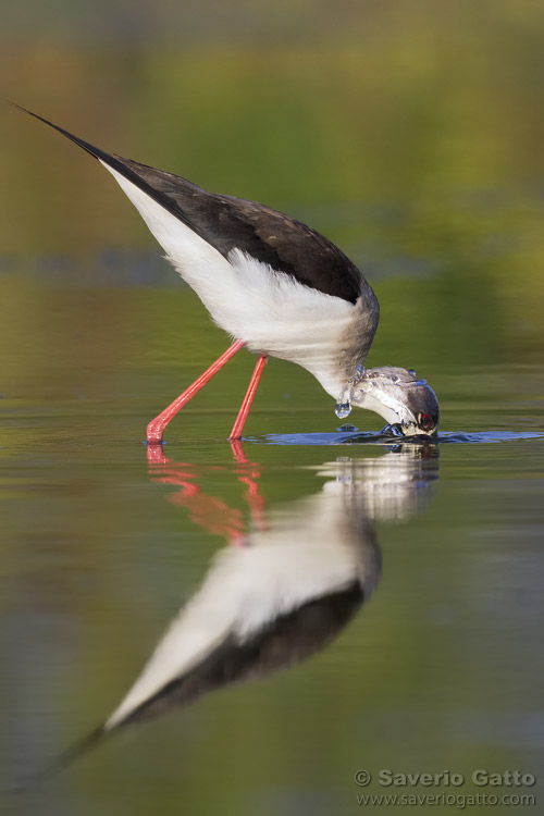 Black-winged Stilt