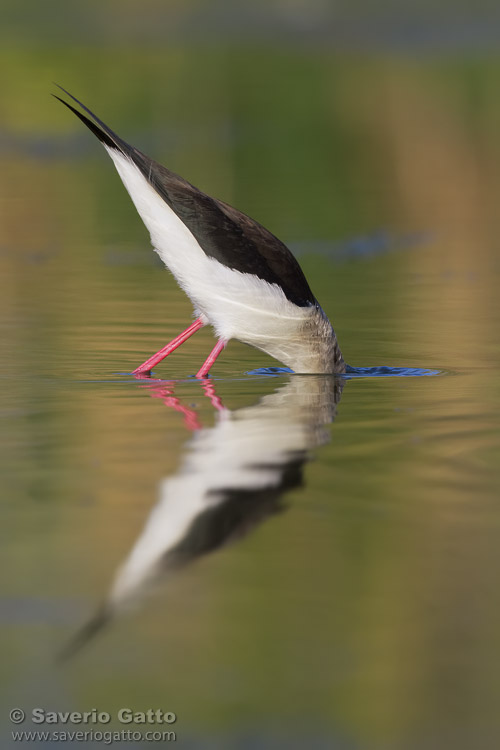 Black-winged Stilt