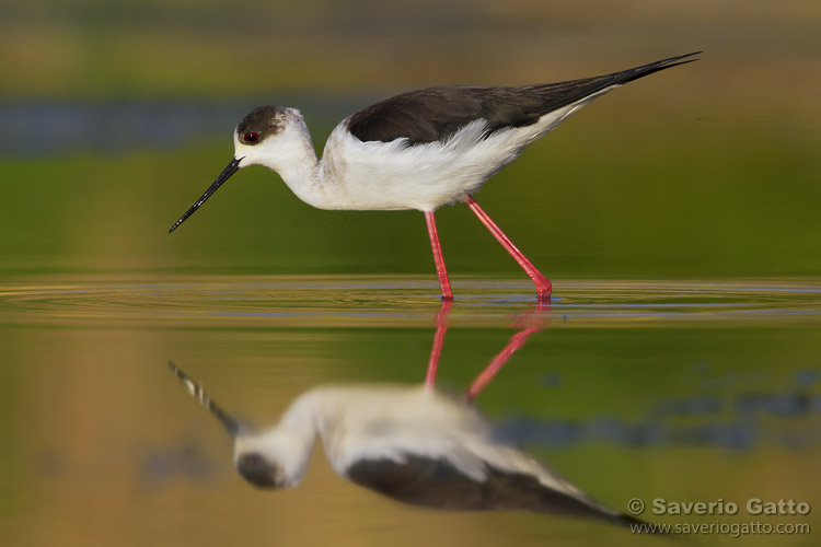 Black-winged Stilt