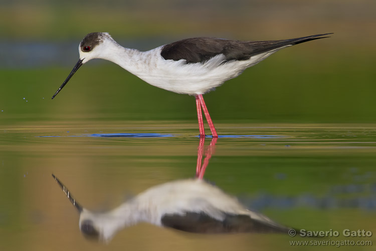 Black-winged Stilt