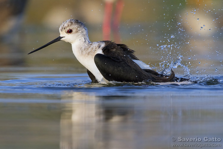 Black-winged Stilt