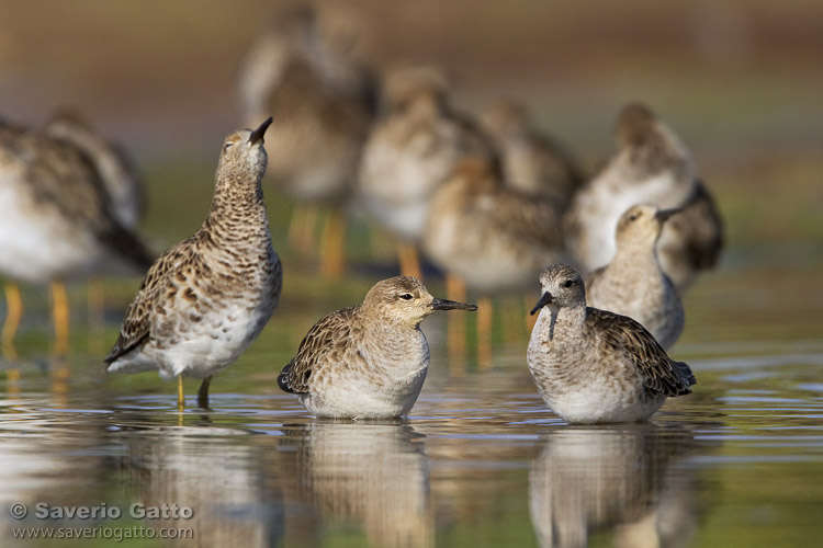 Drinking Ruffs