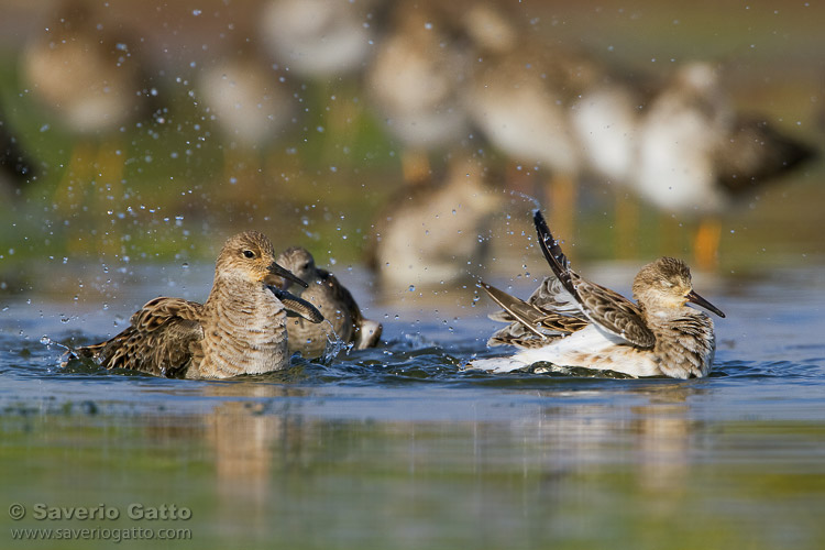 Bathing Ruffs