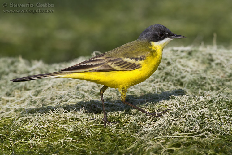 Yellow Wagtail