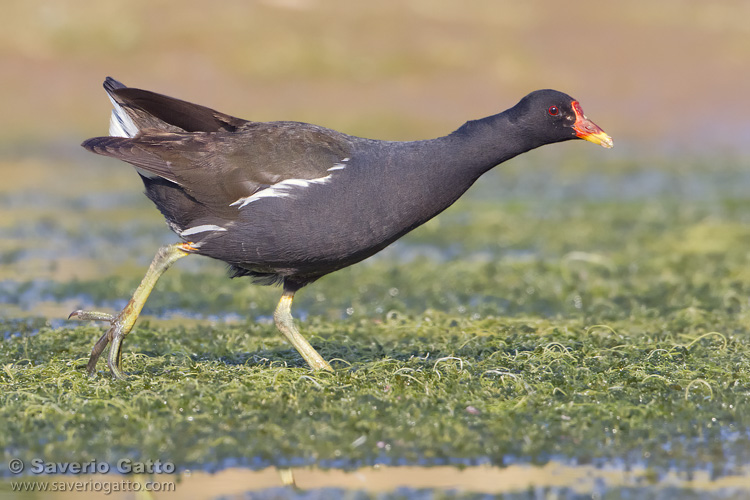 Gallinella d'acqua