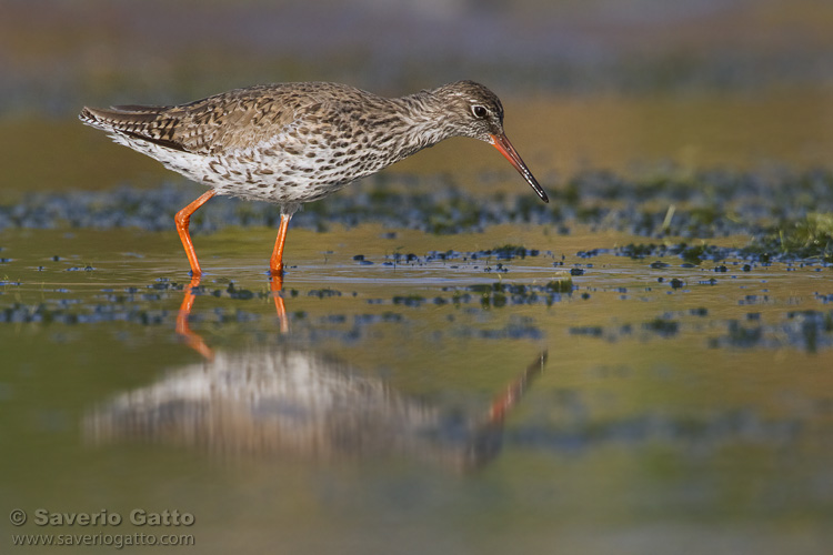 Common Redshank