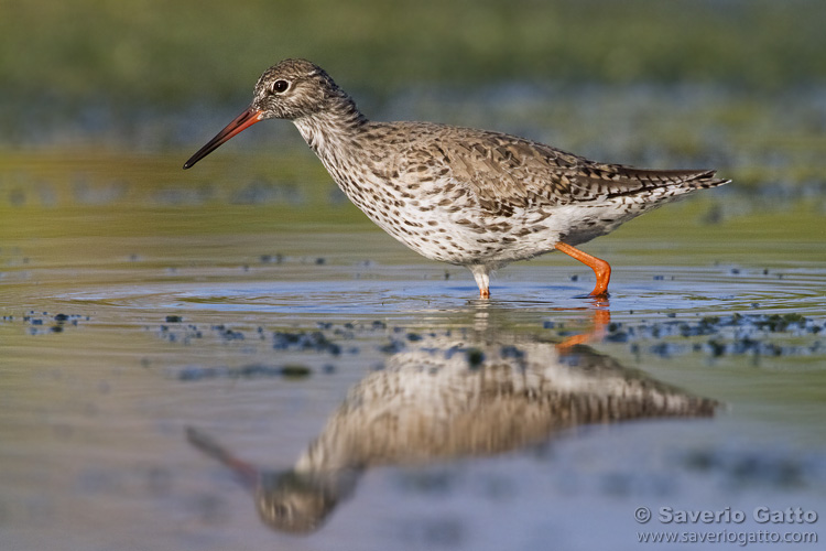 Common Redshank