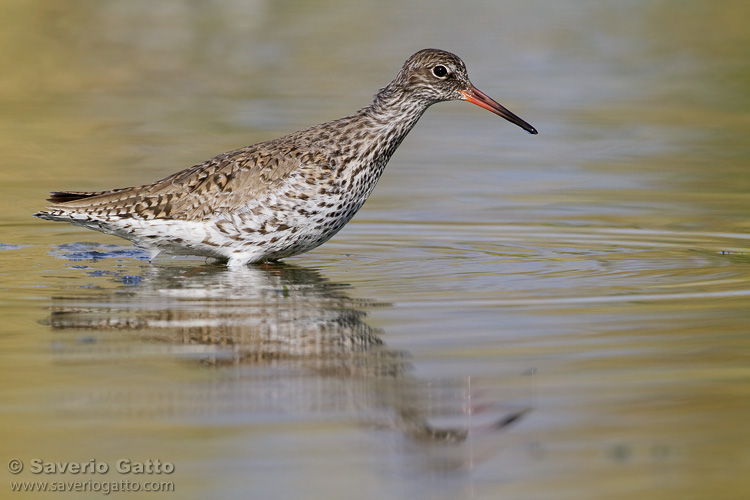 Common Redshank