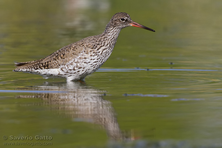 Common Redshank