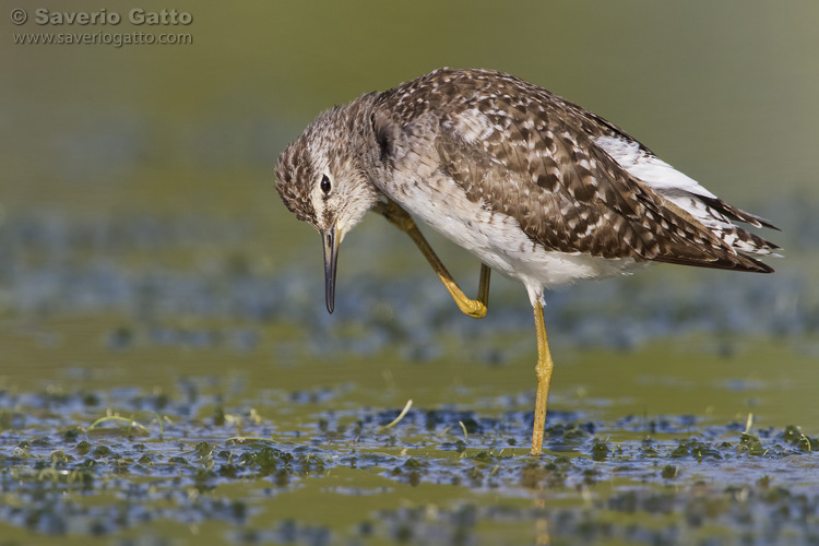 Wood Sandpiper