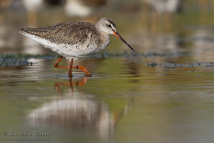 Spotted Redshank