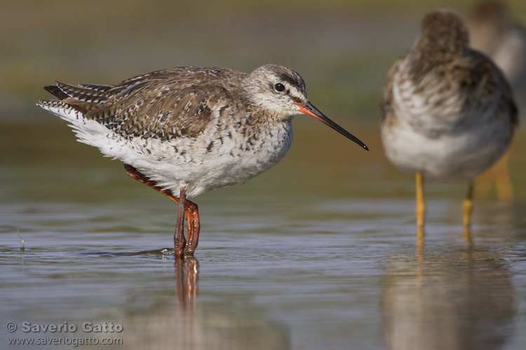 Spotted Redshank