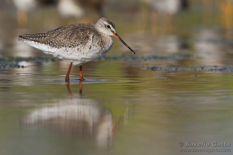 Spotted Redshank