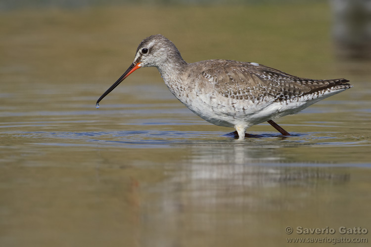 Spotted Redshank