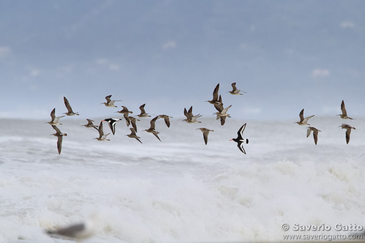 Migrating Waders