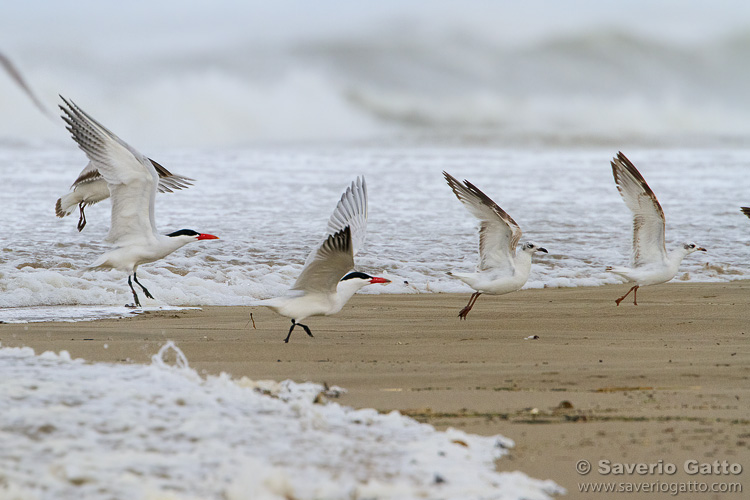 Caspian Tern