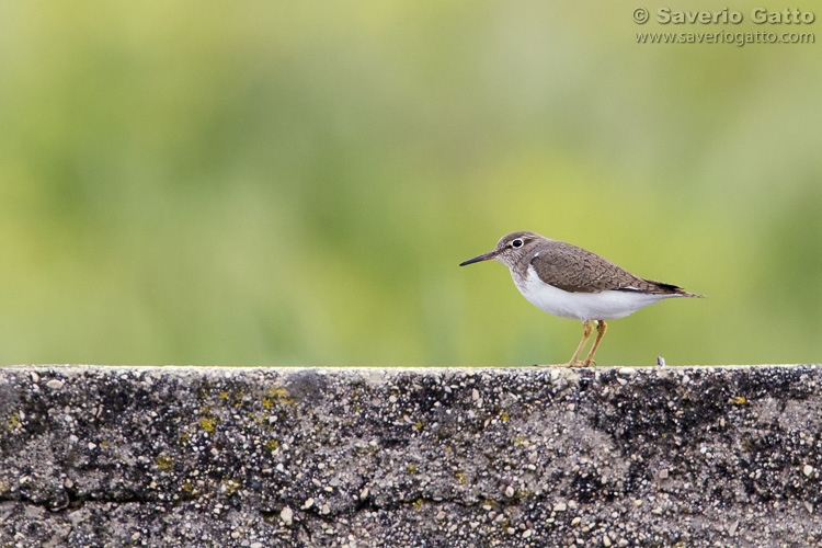 Common Sandpiper