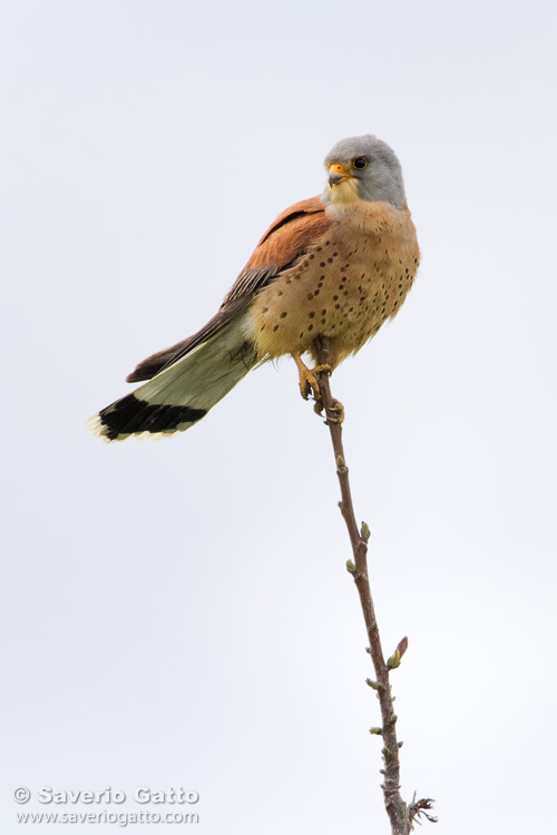 Lesser Kestrel