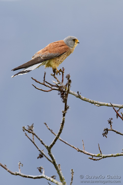 Lesser Kestrel