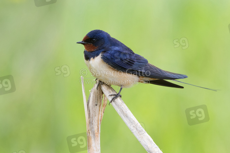 Barn Swallow