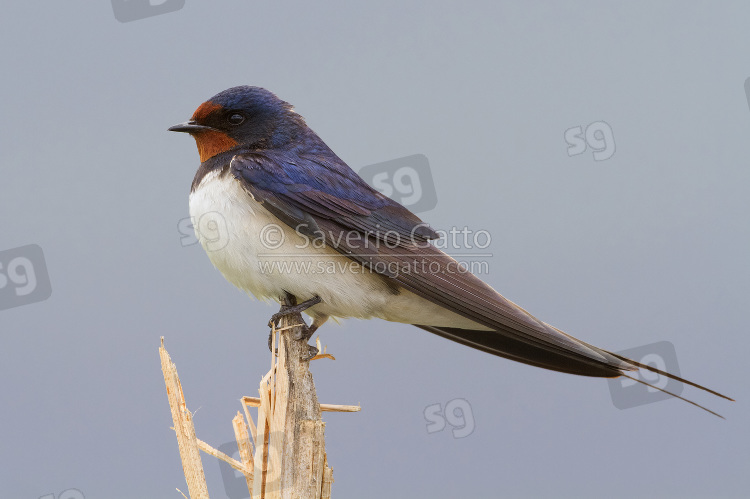 Barn Swallow