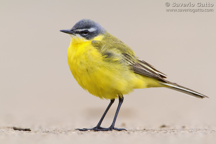 Yellow Wagtail