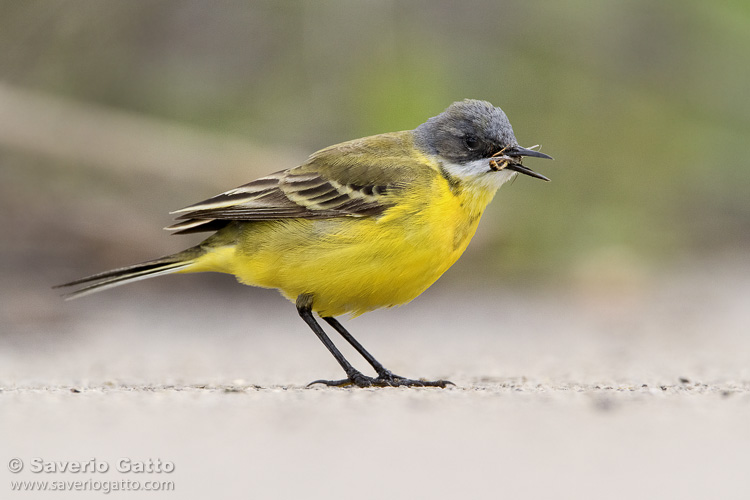 Yellow Wagtail