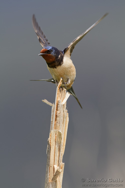 Barn Swallow