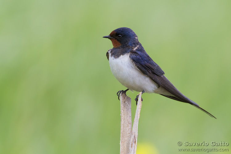 Barn Swallow