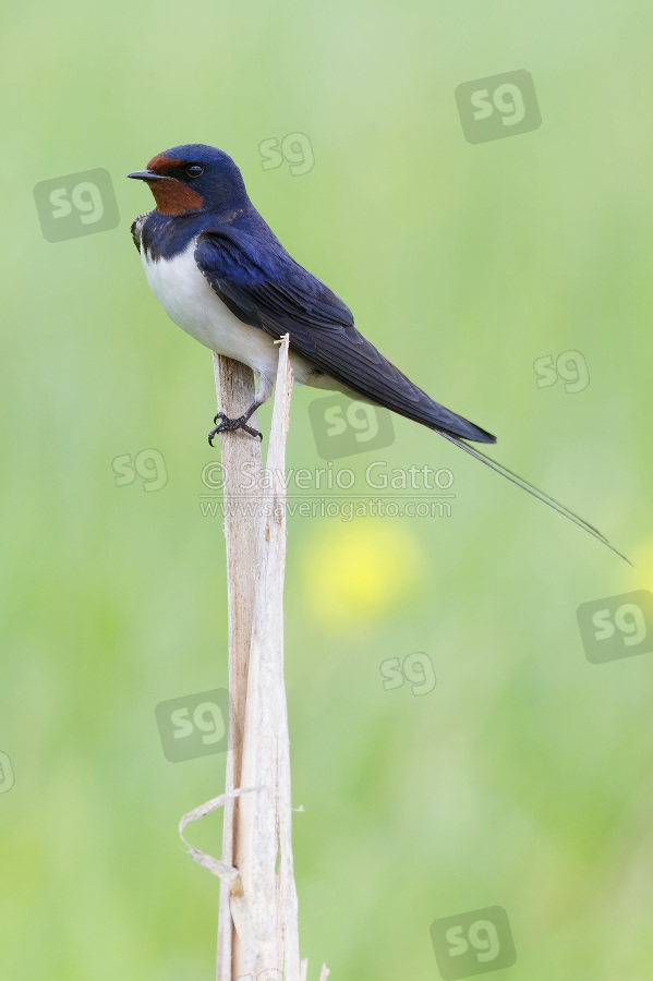 Barn Swallow