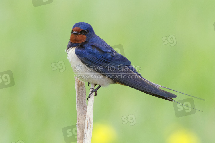 Barn Swallow