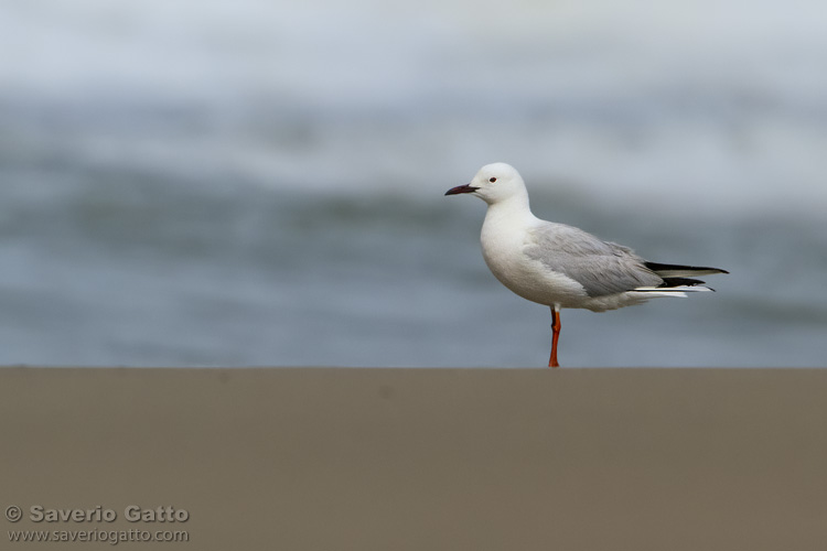 Slender-billed Gull