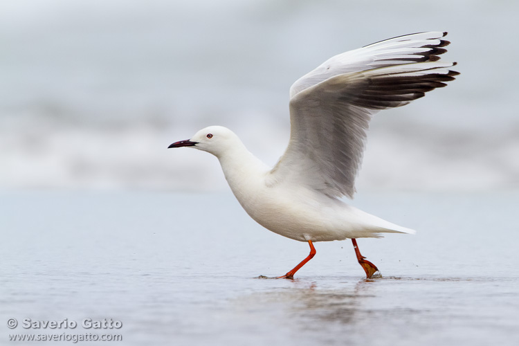 Slender-billed Gull