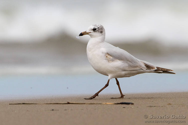 Mediterranean Gull