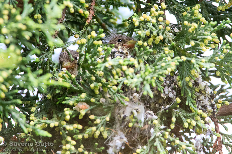 Serin nest