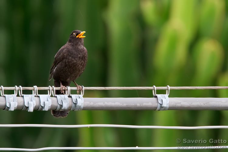 Common Blackbird