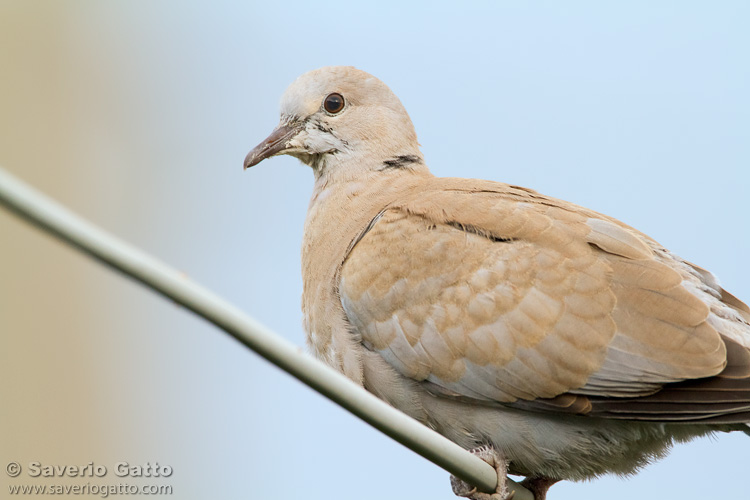 Collared Dove juvenile