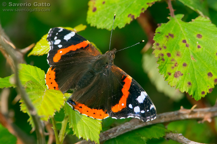 Red Admiral