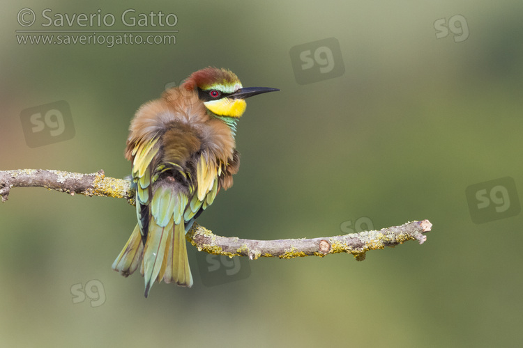 European Bee-eater