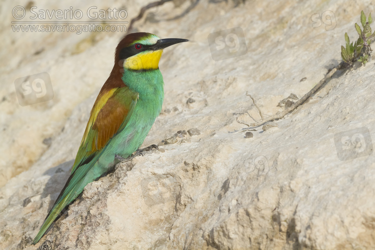 European Bee-eater