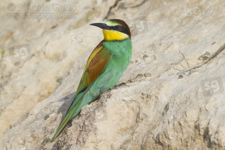 European Bee-eater