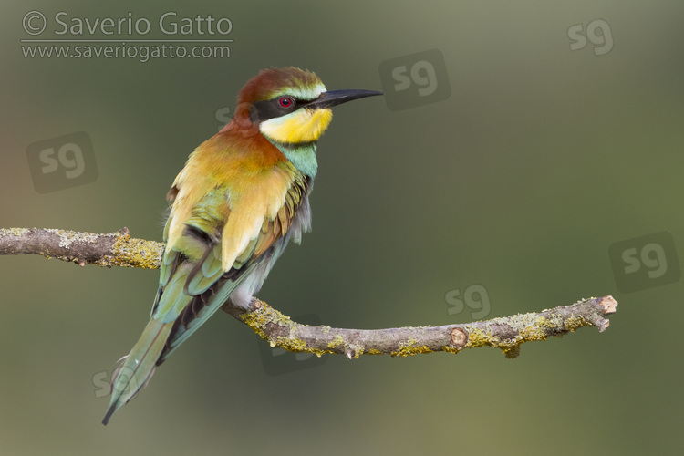 European Bee-eater