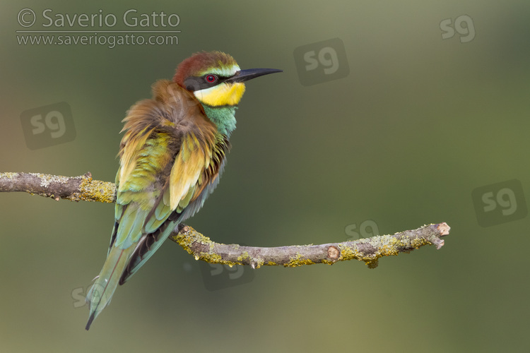 European Bee-eater